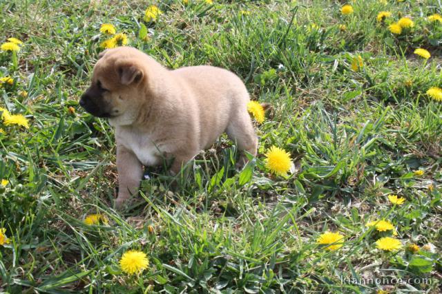 chiots Shiba inu lof a donner