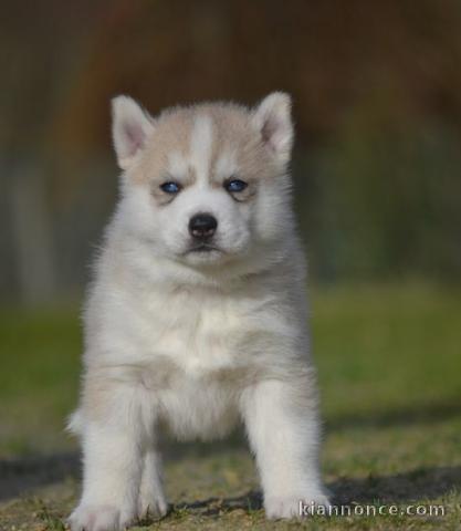 Chiot Siberian Husky lof a donner