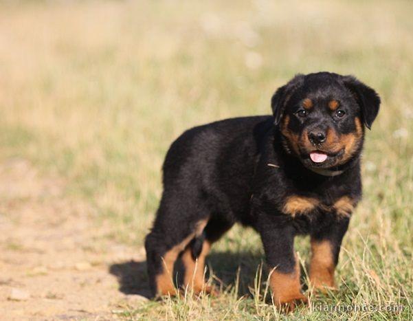 A donner chiot rottweiler lof