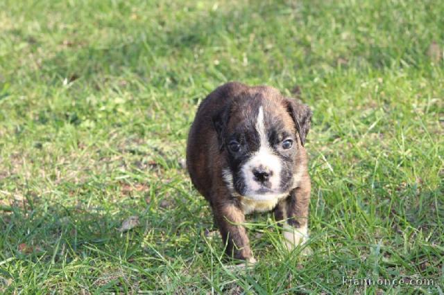 Adorable chiot Boxer femelle et mâle a donner