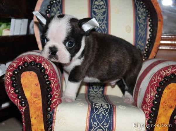 Chiot Boston Terrier  lof a donner