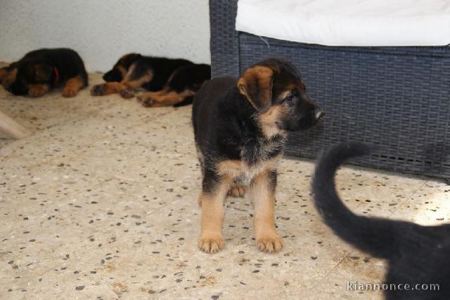 Donne chiot berger allemand femelle lof