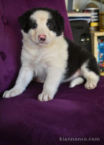 chiots Border collie lof a donner