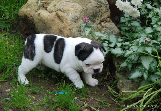 Chiot Bouledogue Français lof a donner