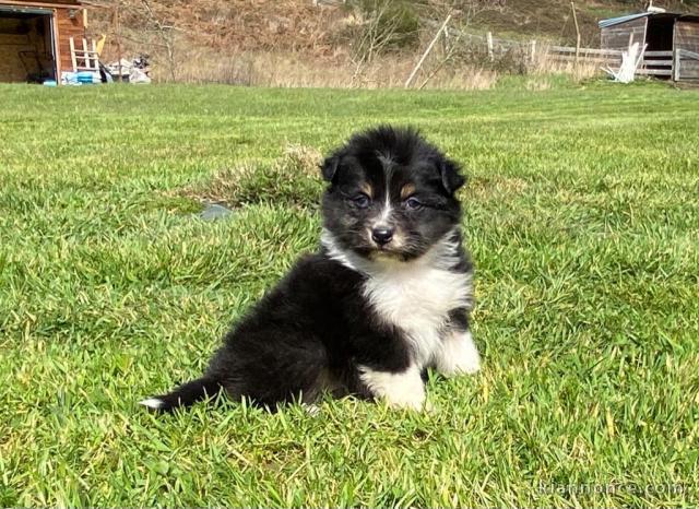 chiot berger australiens LOF a donner