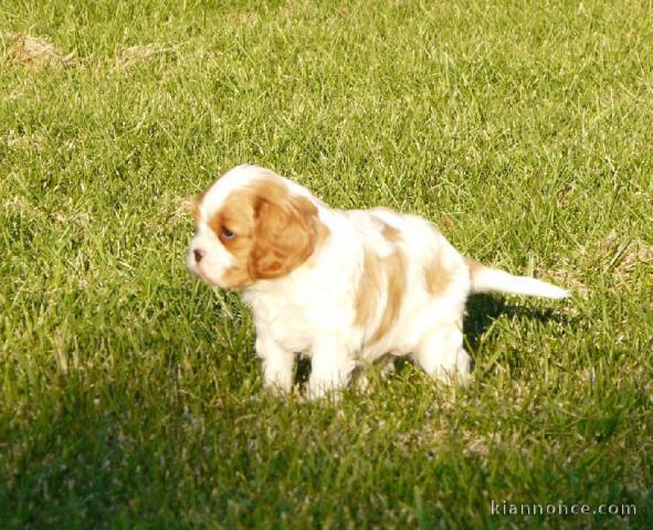 Chiots Cavaliers King Charles LOF a donner