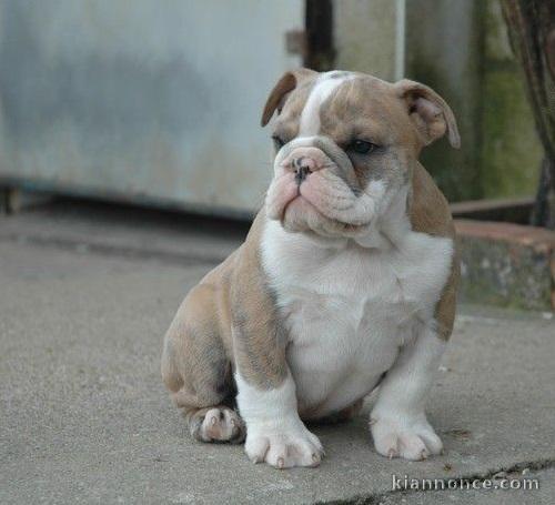 chiot bulldog anglais lof a donner