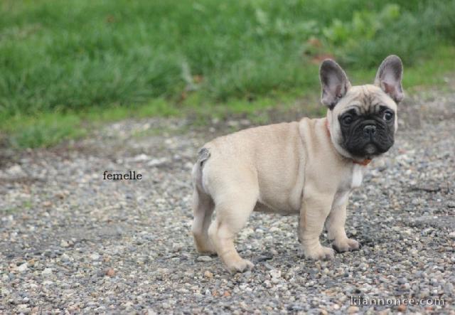 Chiot Bouledogue Français lof a donner