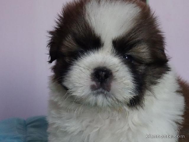 Donnes chiot shih tzu femelle non inscrit au lof