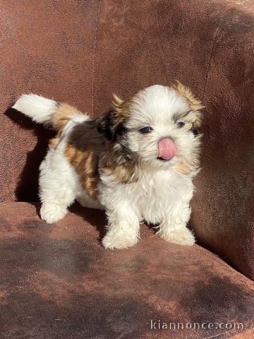 Donnes chiot shih tzu femelle non inscrit au lof