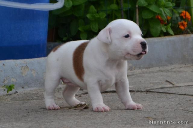 Chiots Staffordshire Bull Terrier LOF a donner