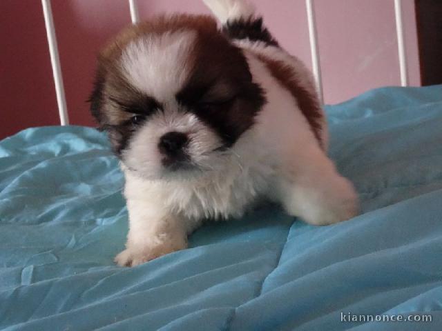 Donnes chiot shih tzu femelle non inscrit au lof