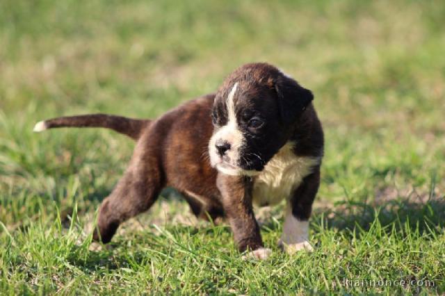 chiot Boxer femelle et mâle a donner