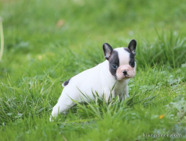 Chiot Bouledogue Français lof a donner