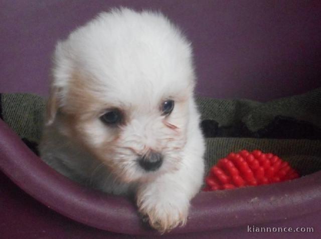 Chiot coton de tulear LOF a donner