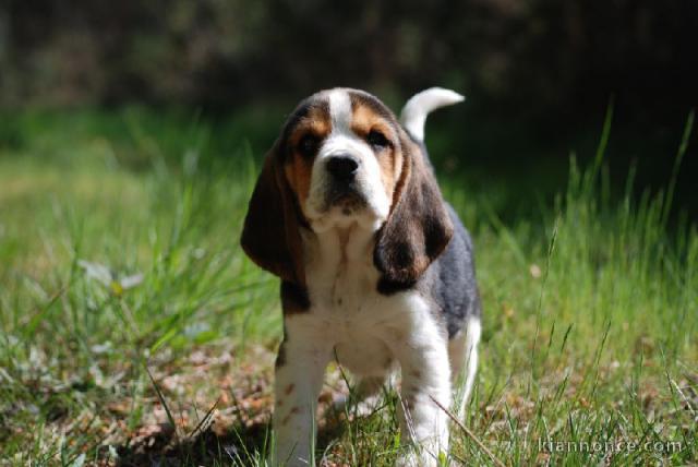 chiot Beagle LOF a donner