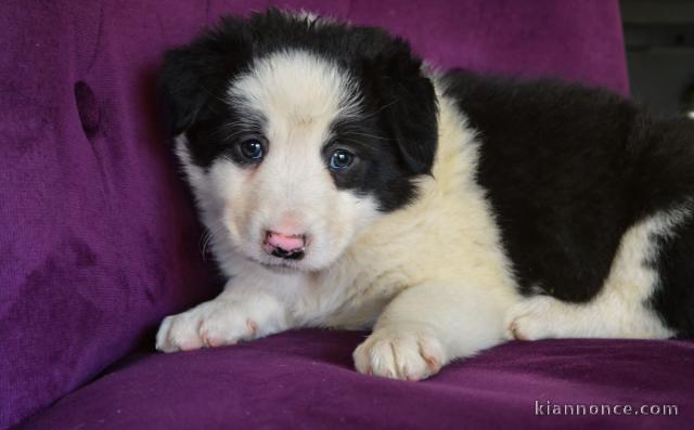 chiots Border collie lof a donner