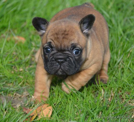 Chiot Bouledogue Français lof a donner