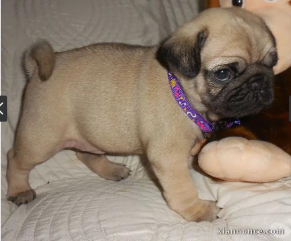 chiots carlin  LOF a donner