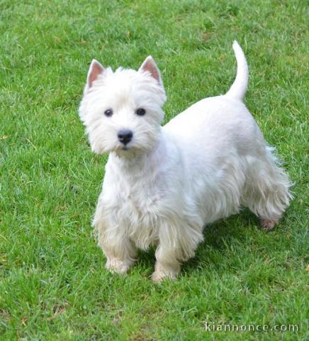 chiot Westie lof a donner