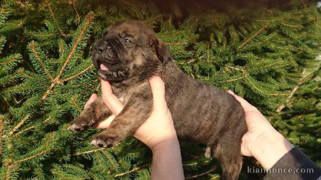 chiots cane corso lof a donner