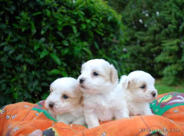 Chiot coton de tulear LOF a donner