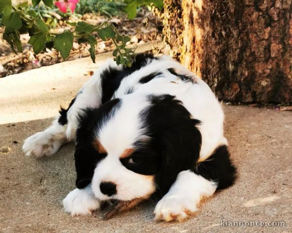 Chiots Cavaliers King Charles LOF a donner