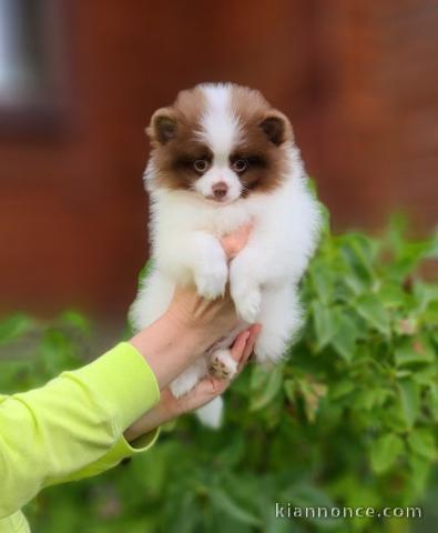 chiot Spitz  lof a donner