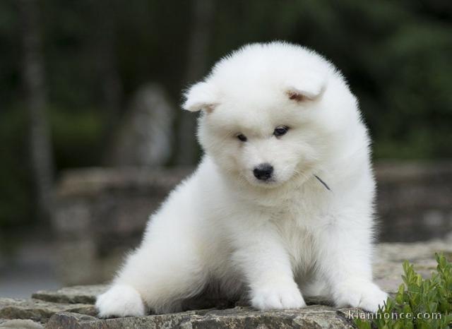 Chiots samoyede pedigré a donner