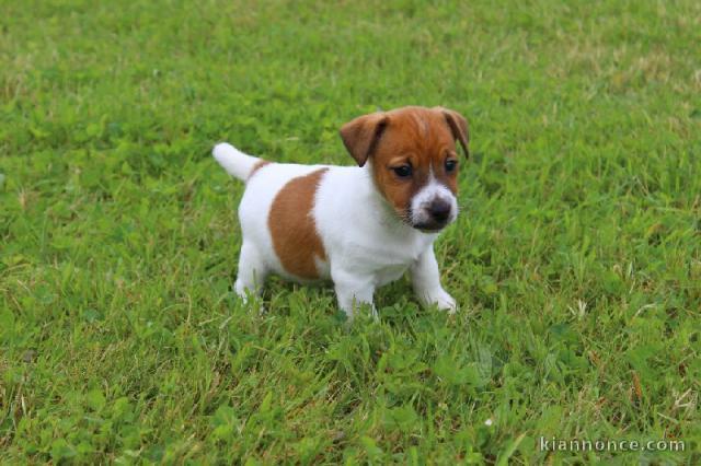 Chiot jack russell lof a donner