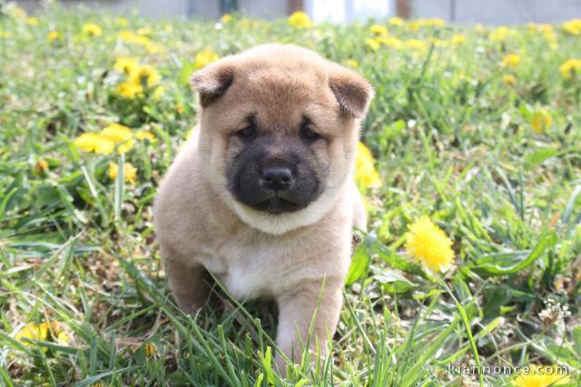 chiots Shiba inu lof a donner