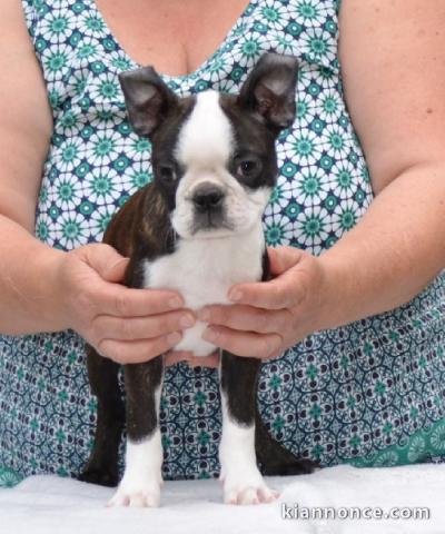 Chiot Boston Terrier  lof a donner