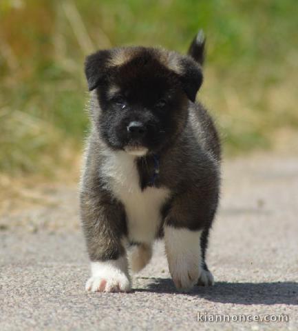 chiot Akita Américain lof a donner