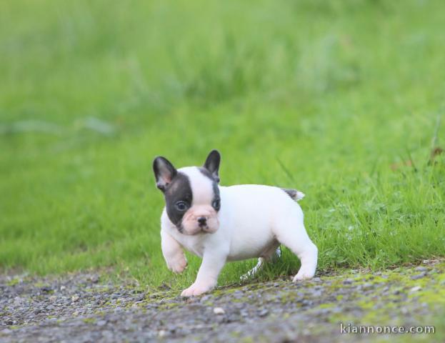 Chiot Bouledogue Français lof a donner