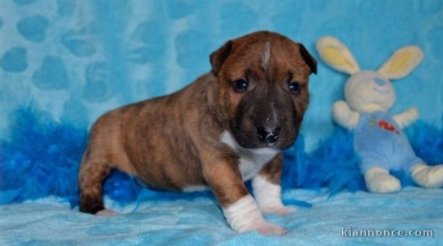 Chiot Bull Terrier lof a donner