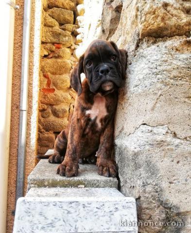 Adorable chiot Boxer femelle et mâle a donner