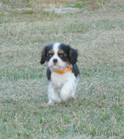 Chiots Cavaliers King Charles LOF a donner