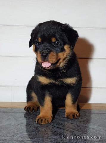 A donner chiot rottweiler lof