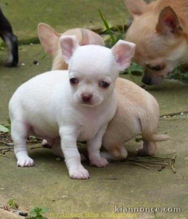 Chiot chihuahua LOF a donner