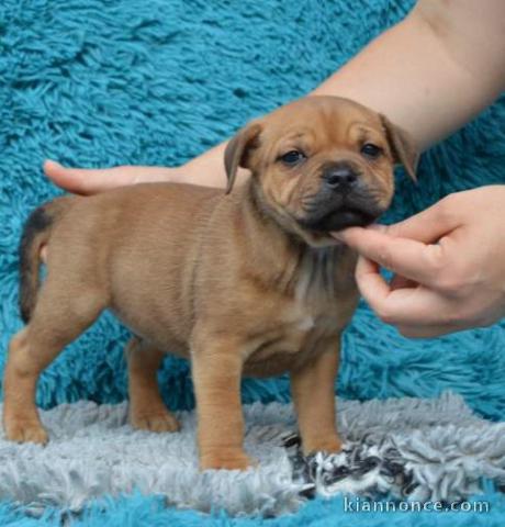 Chiots Staffordshire Bull Terrier LOF a donner