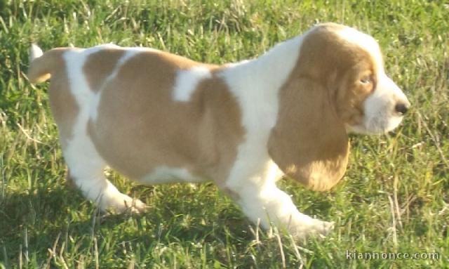 Chiots Basset Hound a donner