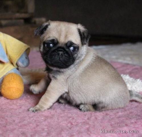 chiots carlin  LOF a donner