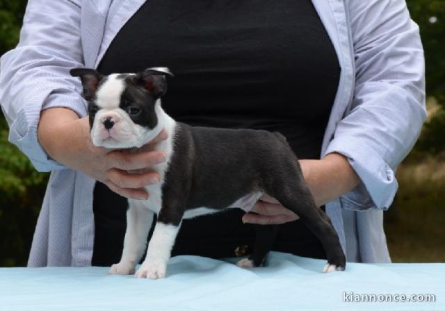 Chiot Boston Terrier  lof a donner