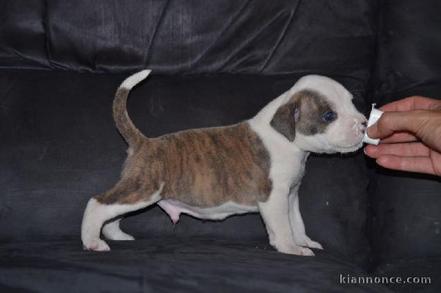 Chiot american staffordshire terrier lof a donner