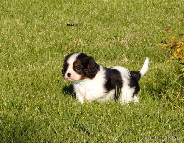 Chiots Cavaliers King Charles LOF a donner