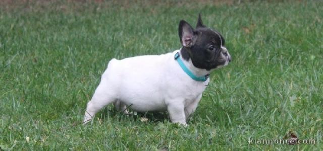 Chiot Bouledogue Français lof a donner