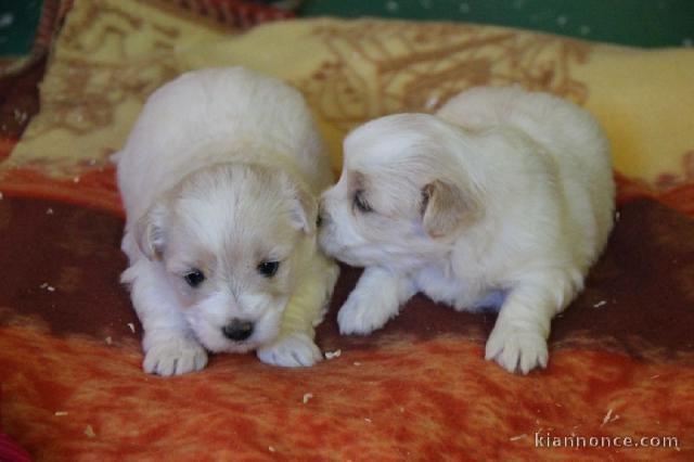 Chiot coton de tulear LOF a donner