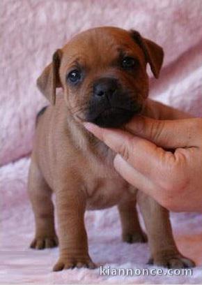 Chiots Staffordshire Bull Terrier LOF a donner