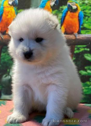 Chiots samoyede pedigré a donner