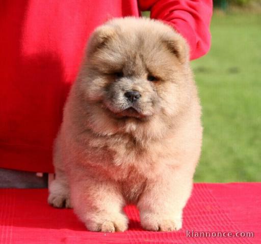 chiot chow chow lof a donner